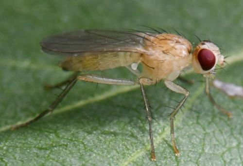 Cordilura albipes